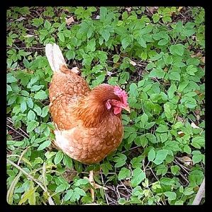 Eco-Fashionista and Upcycler